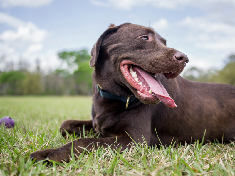 Smiling chocolate labrador