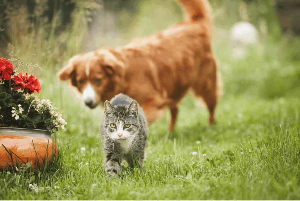 Dog & cat exploring outdoors in the summer